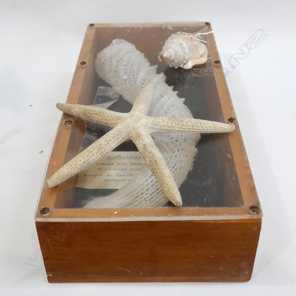 FRAMED VENUS FLY BASKET/STARFISH + SHELL H 270 MM Image 1++