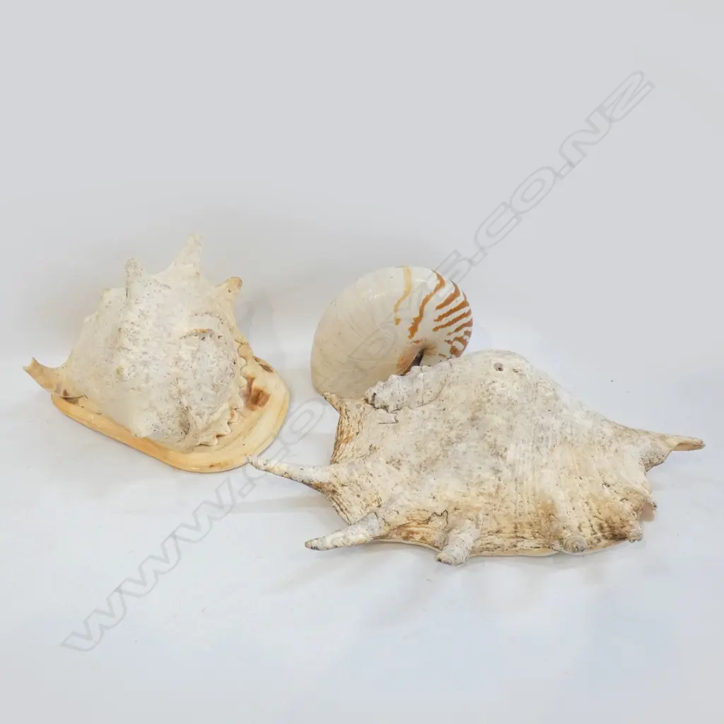 3 SHELLS; NAUTILUS ETC Image 1++