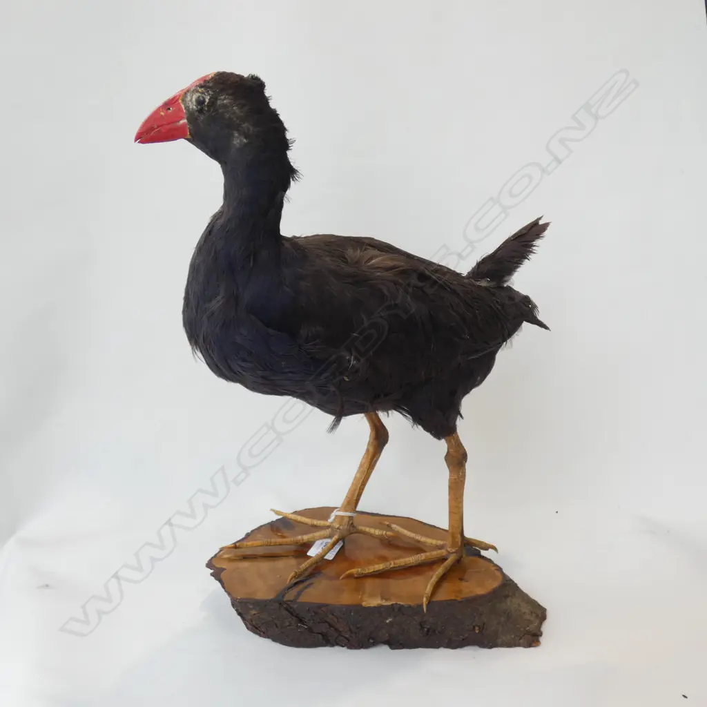 TAXIDERMY PUKEKO H.450mm Image 1++