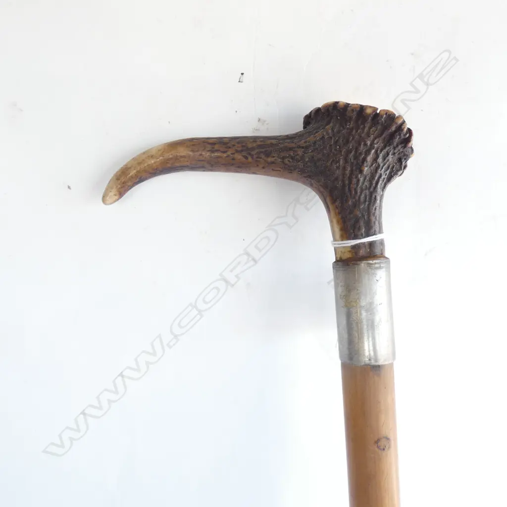 ANTIQUE WALKING STICK; ANTLER HANDLE & STG SILVER BAND  Image 1++