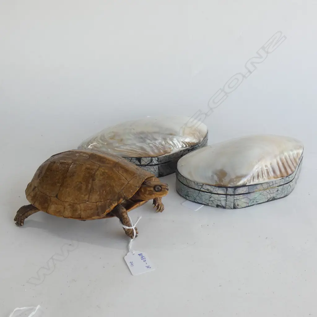 TORTOISE & 2 SHELL BOXES   Image 1++