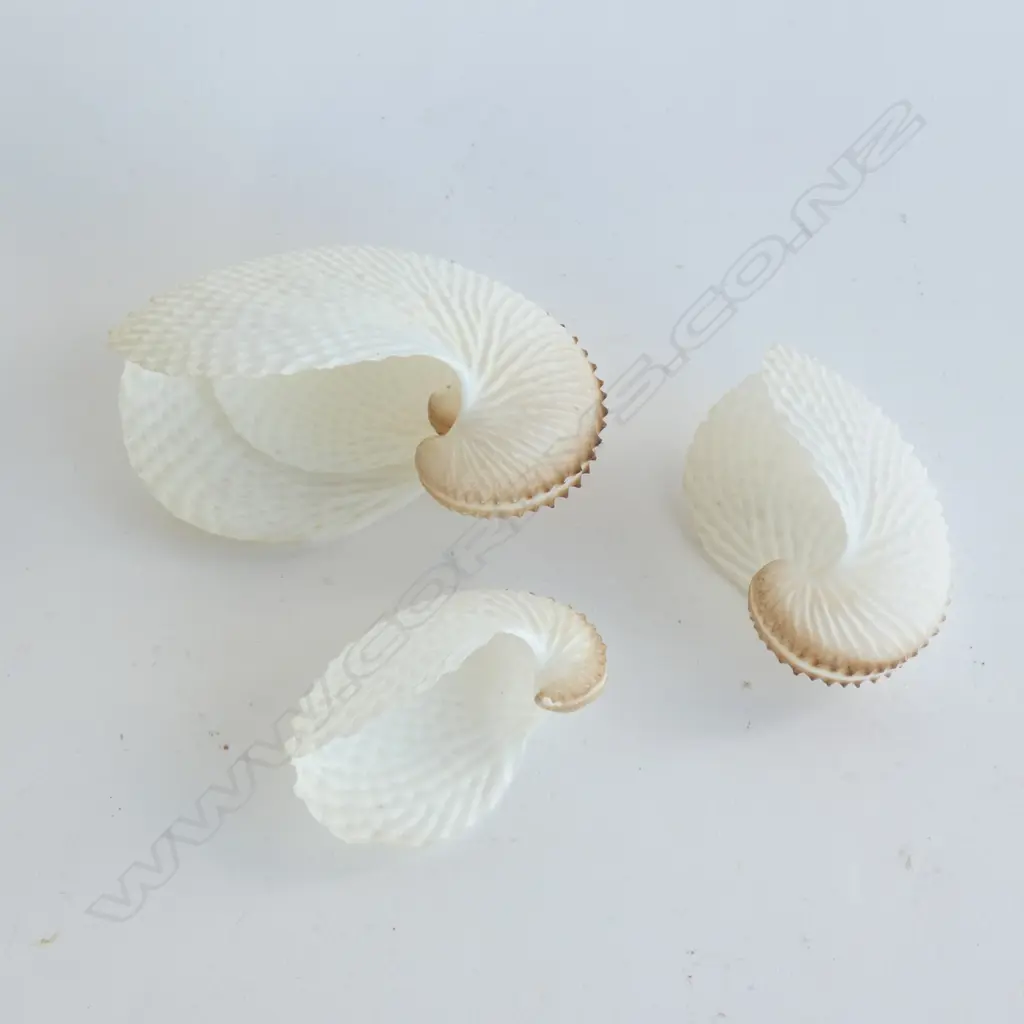4 PAPER NAUTILUS SHELLS LARGEST W.105mm Image 1++