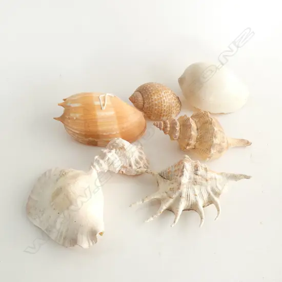 7 ASST. SHELLS 