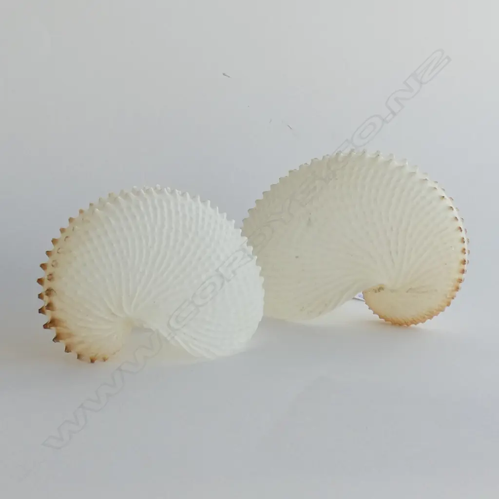 2 PAPER NAUTILUS SHELLS W.120mm Image 1++