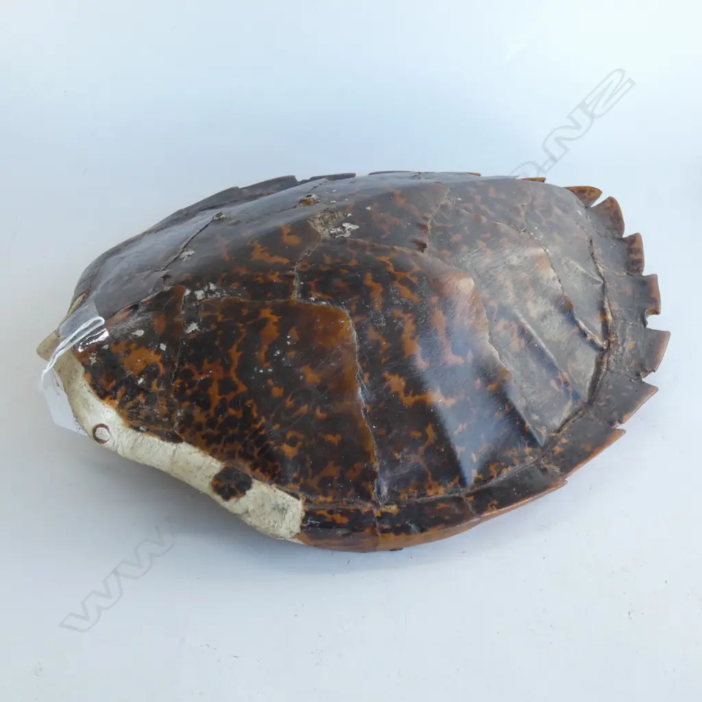 TURTLESHELL L.480mm Image 1++