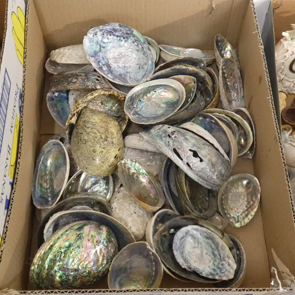 LG BOX PAUA SHELLS Image 1++