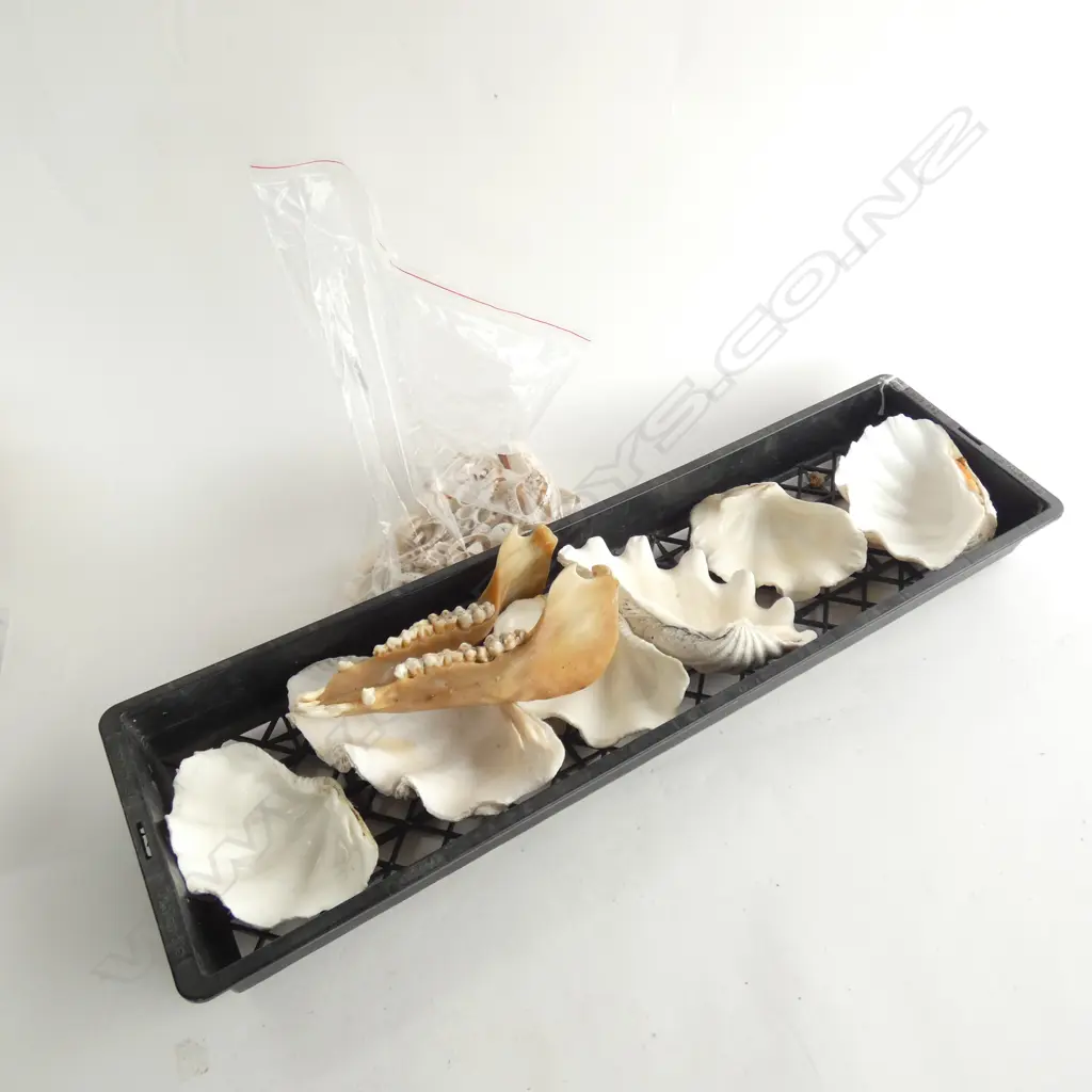 TRAY W 6 LG CLAM SHELLS + BAG MIXED SMALL SHELLS + SHEEP JAW W TEETH Image 1++