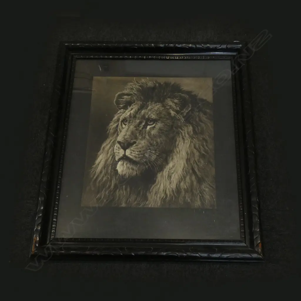 FRAMED B&W LION PRINT 400 X 480MM Image 1++