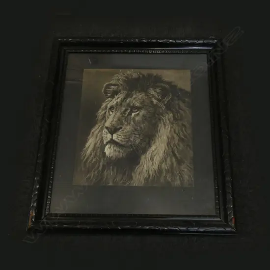 FRAMED B&W LION PRINT 400 X 480MM