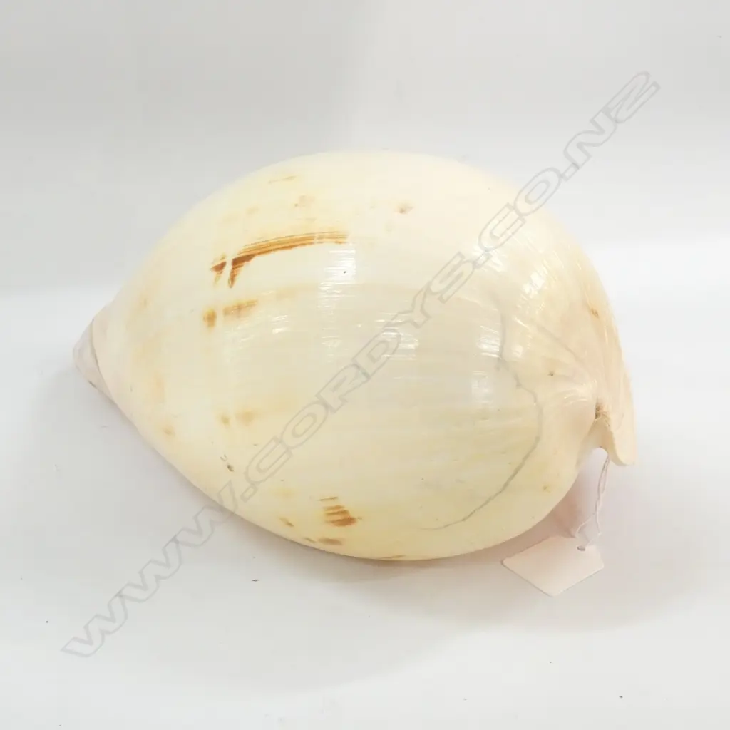 BAILER SHELL L.270mm Image 1++