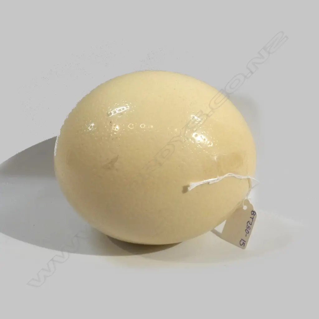 OSTRICH EGG Image 1++
