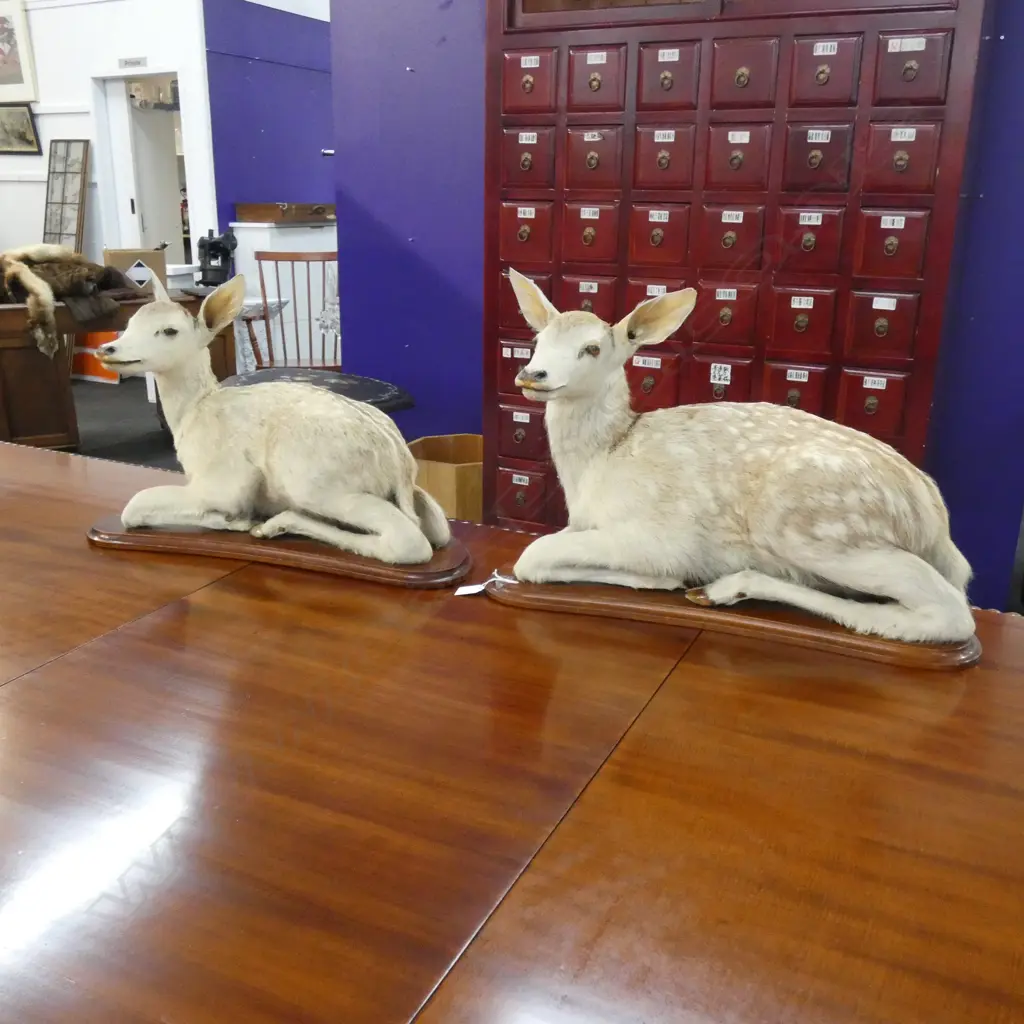 2 TAXIDERMIED BABY FAWN DEER Image 1++