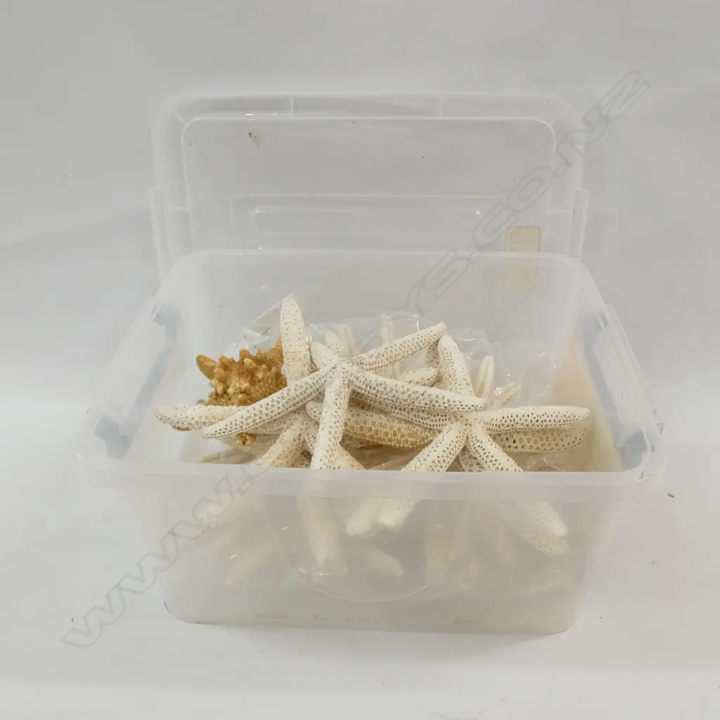 BOX ASST. STAR FISH Image 1++