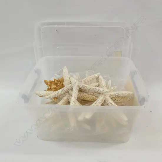 BOX ASST. STAR FISH