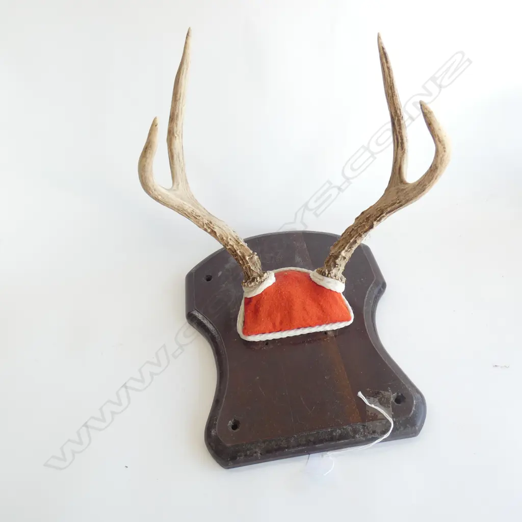 DEER ANTLERS MOUNTED ON BOARD L 270MM Image 1++