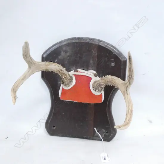 DEER ANTLERS MOUNTED ON BOARD L 270MM