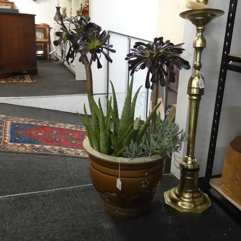 POTTED SUCCULENTS  Image 1++