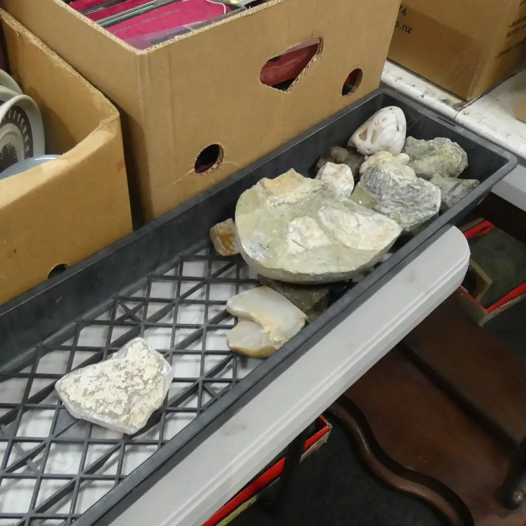 TRAY OF ASST. FOSSILS Image 1++