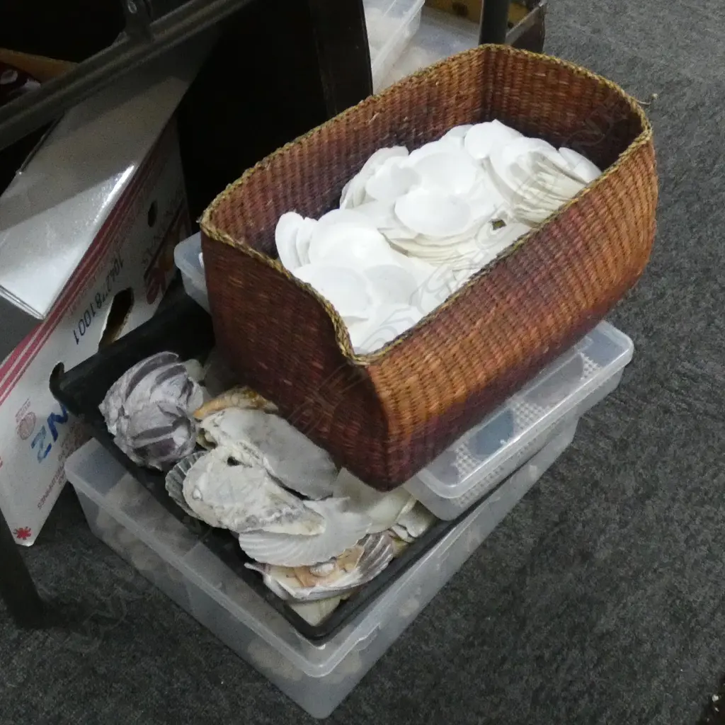 2 TRAYS ASST. SHELLS, CASE OF POLISHED AGATE SLICES, BOX OF ASST. SMALL CORAL PIECES Image 1++