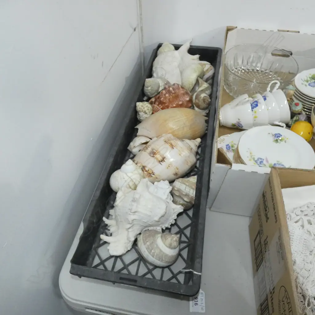 TRAY OF ASST. SHELLS Image 1++
