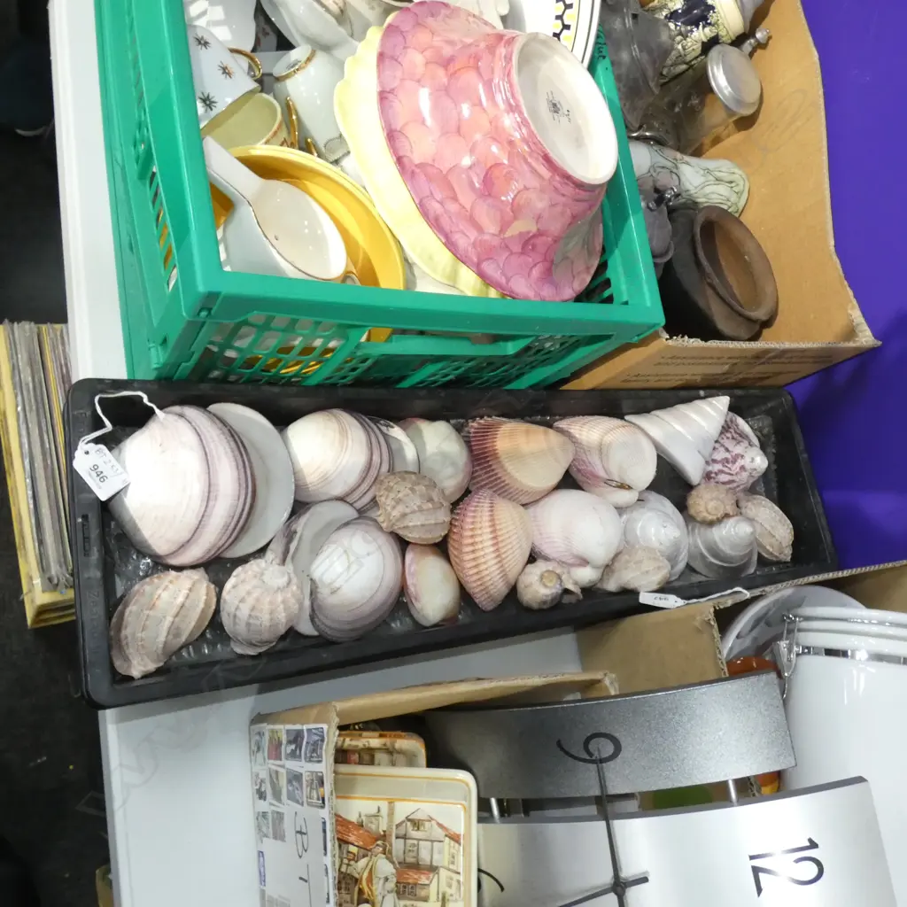 TRAY OF ASST EXOTIC SHELLS Image 1++