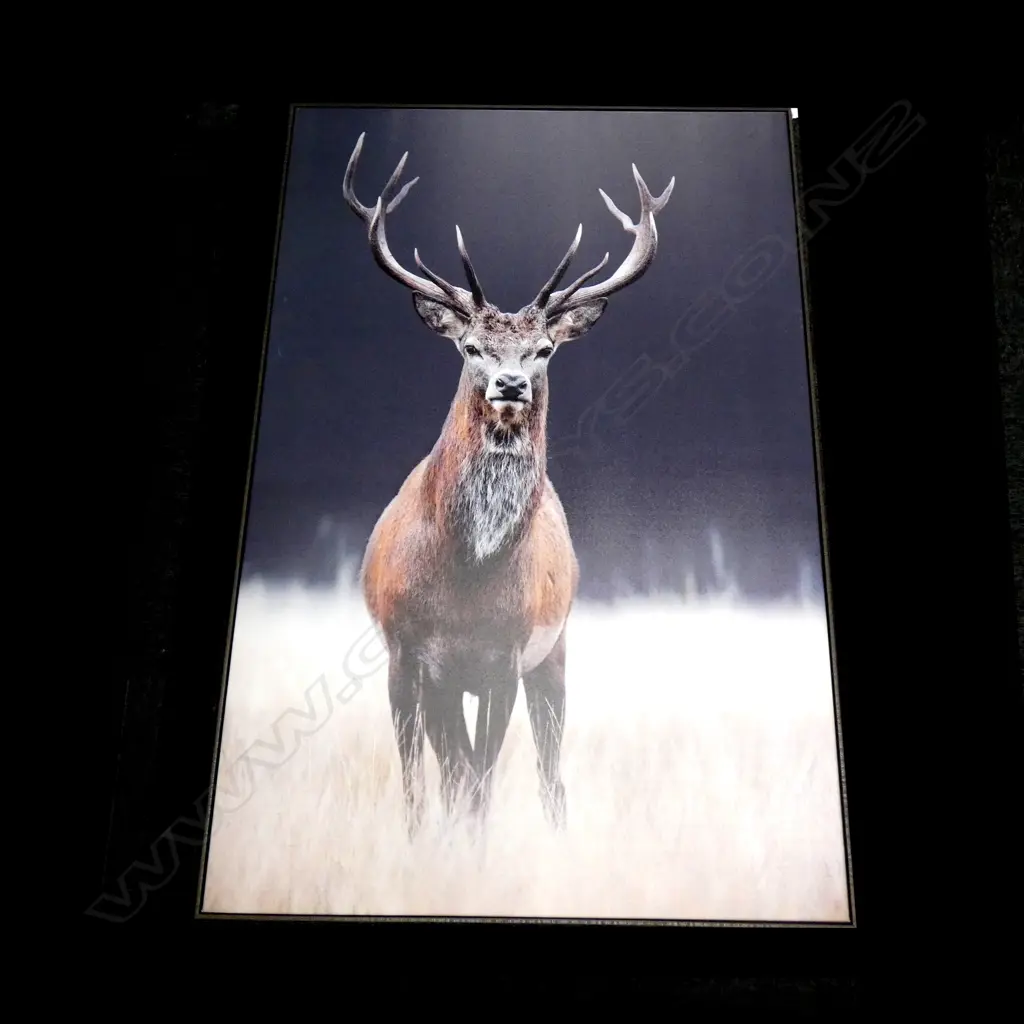 FRAMED DEER ON CANVAS PHOTO PRINT... Image 1++