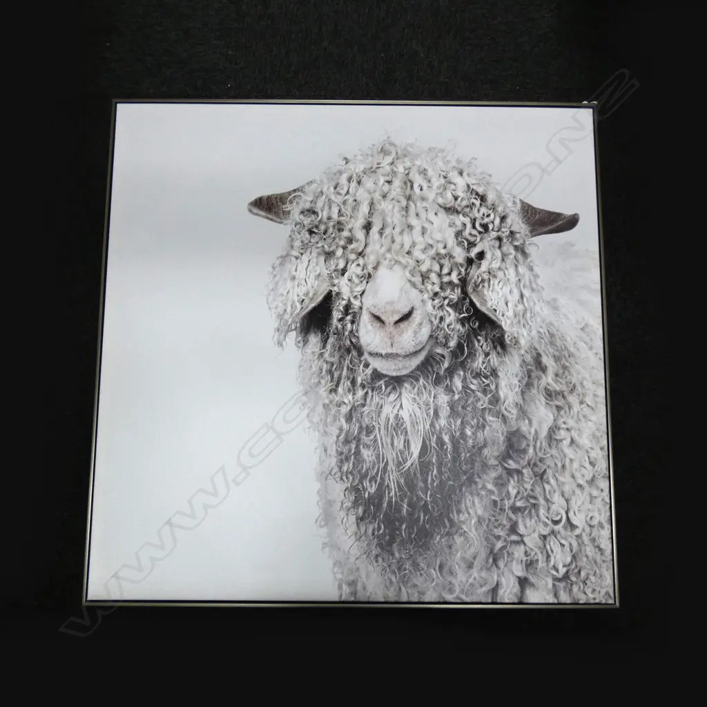 FRAMED SHAGGY SHEEP ON CANVAS 1m sq Image 1++