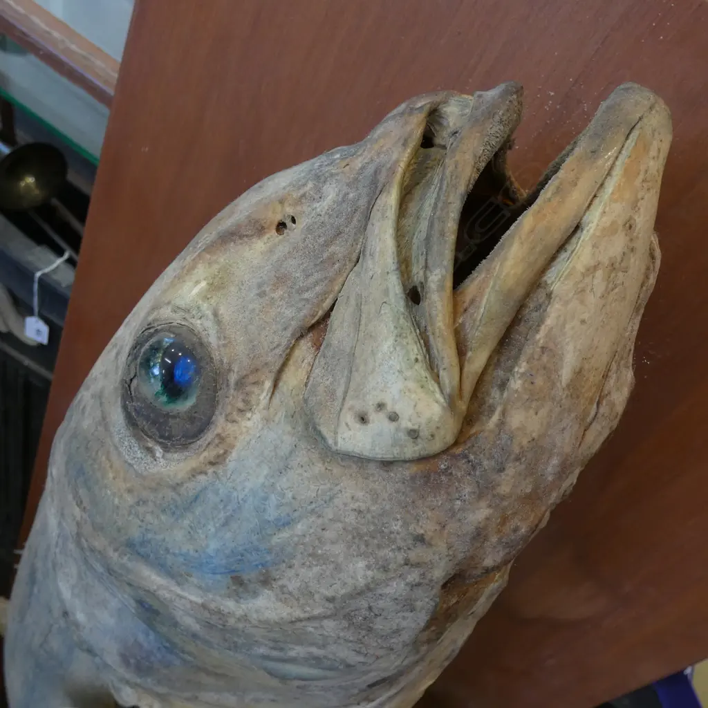 TAXIDERMIED YELLOW TAILED KING FISH L.1270mm Image 1++