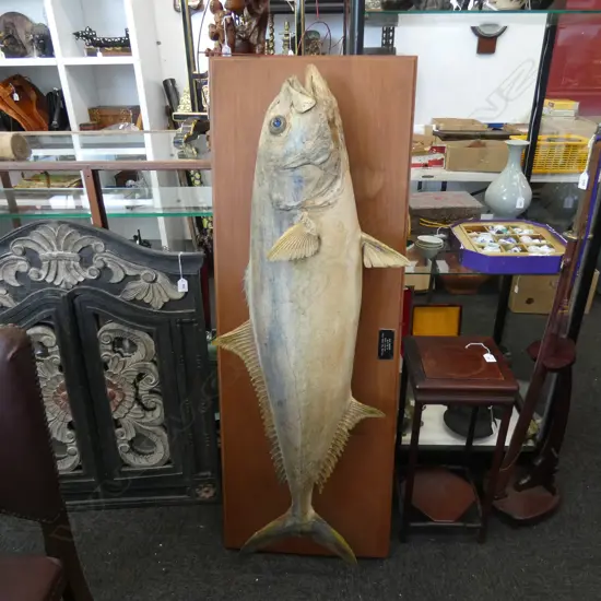 TAXIDERMIED YELLOW TAILED KING FISH L.1270mm