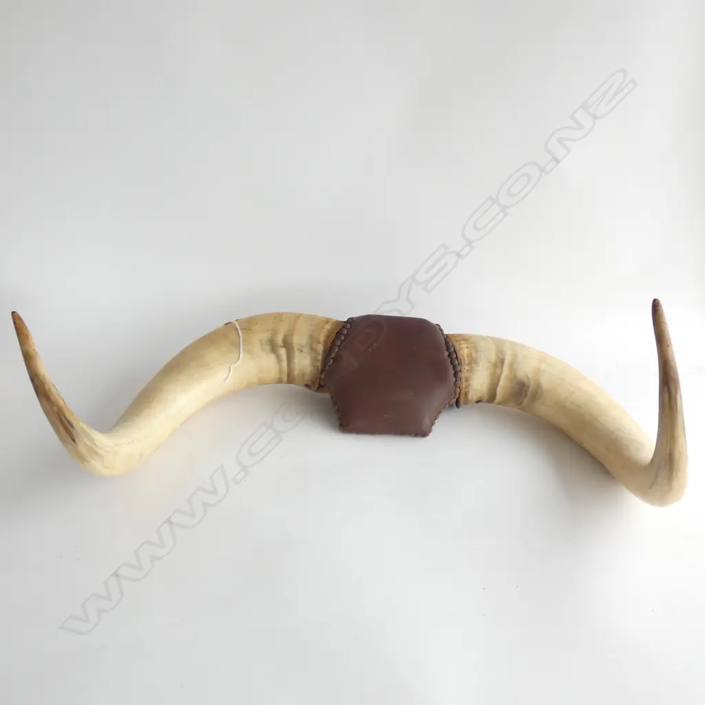 PR LGE BULLOCK HORNS STUD INLAY LEATHER WALL MOUNT W750MM Image 1++