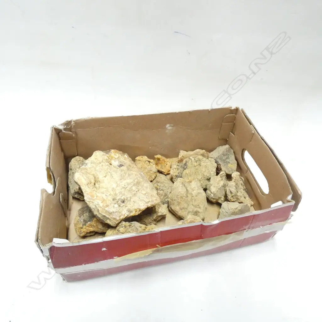 BOX KAURI GUM NUGGETS (17 PCS LARGEST L 130MM) Image 1++
