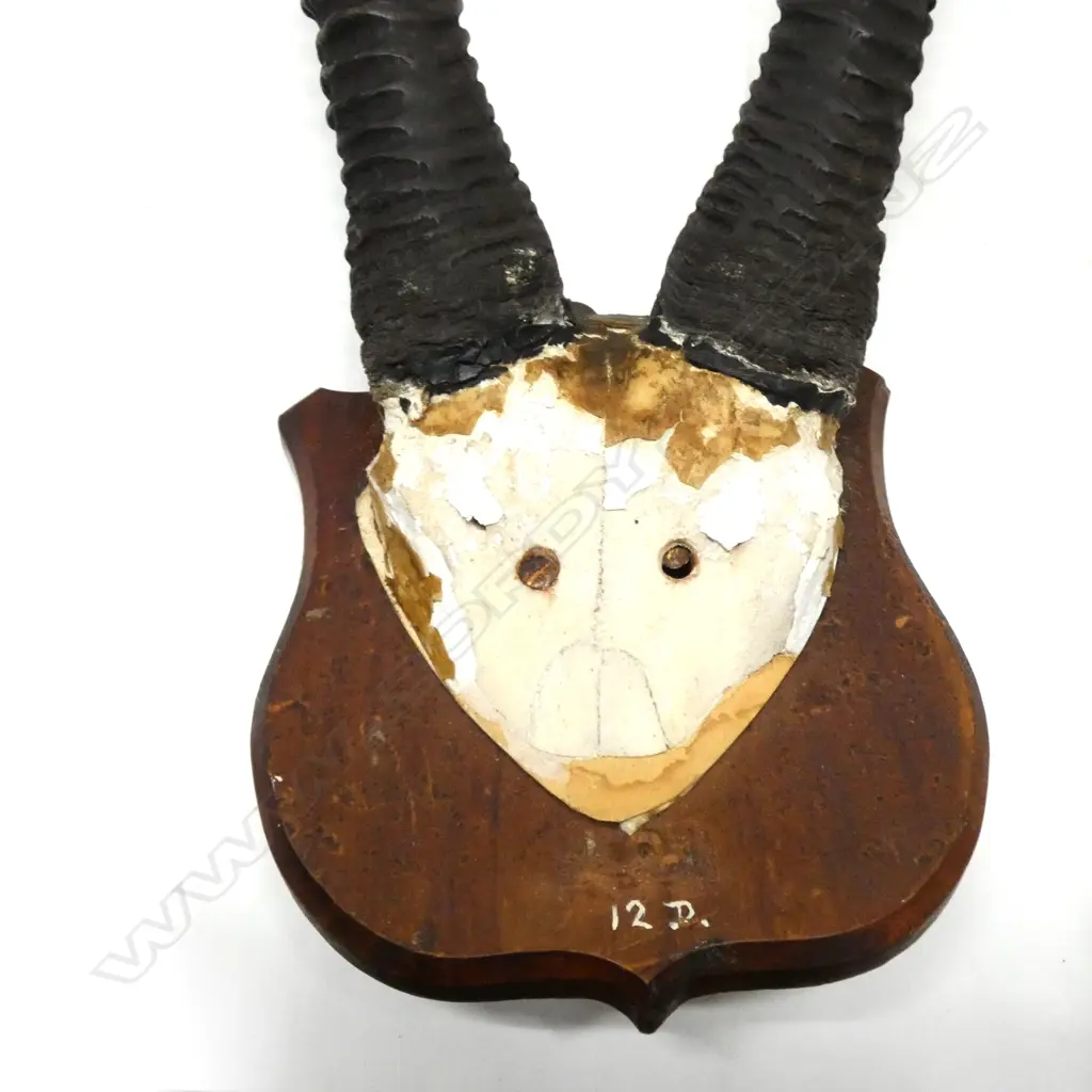 ARABIAN ORYX HORNS ON WOODEN PLAQUE L 1040MM Image 1++