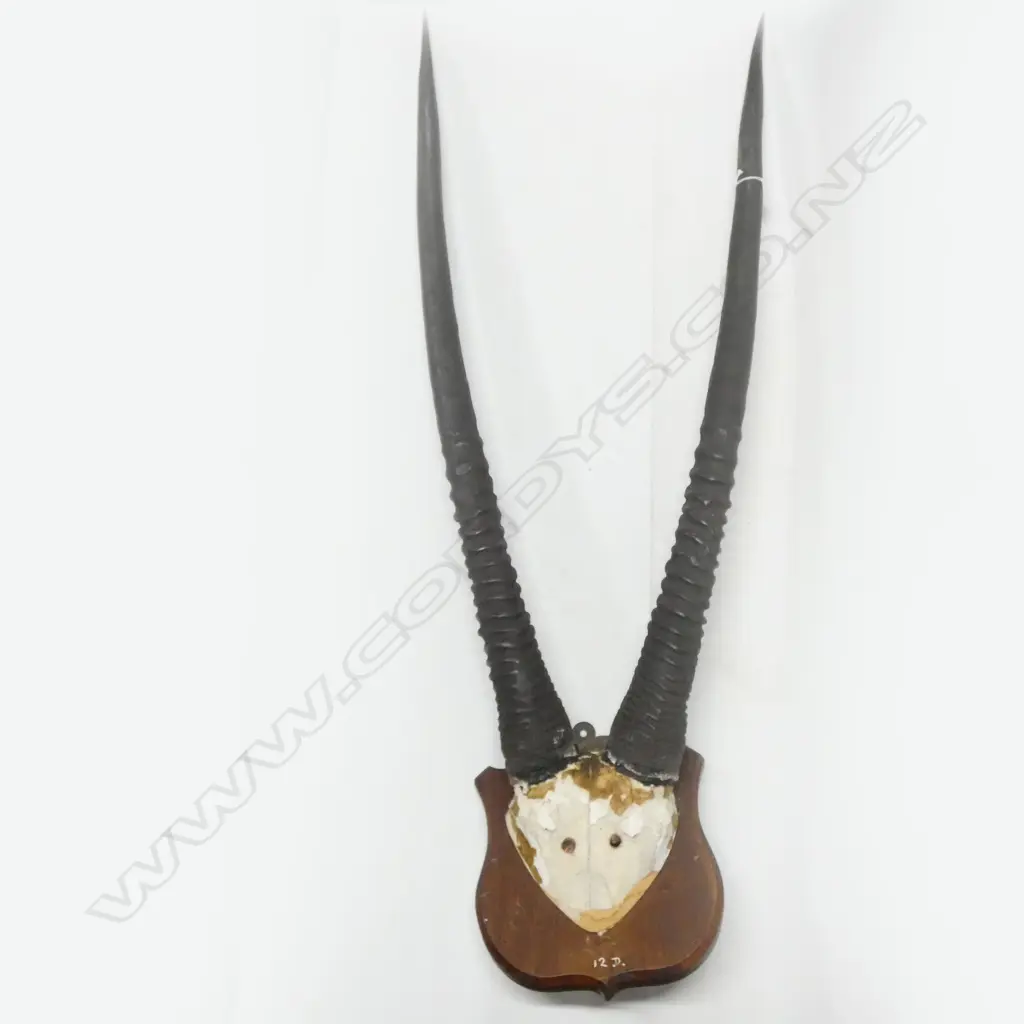 ARABIAN ORYX HORNS ON WOODEN PLAQUE L 1040MM Image 1++