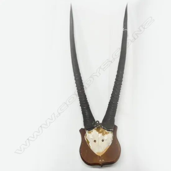 ARABIAN ORYX HORNS ON WOODEN PLAQUE L 1040MM