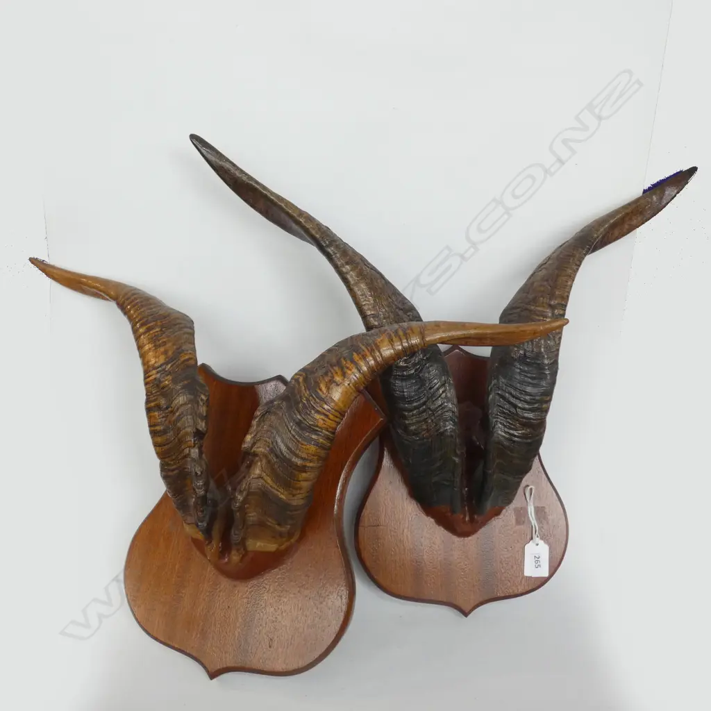2 PR MOUNTED TAHR HORNS H 450mm Image 1++