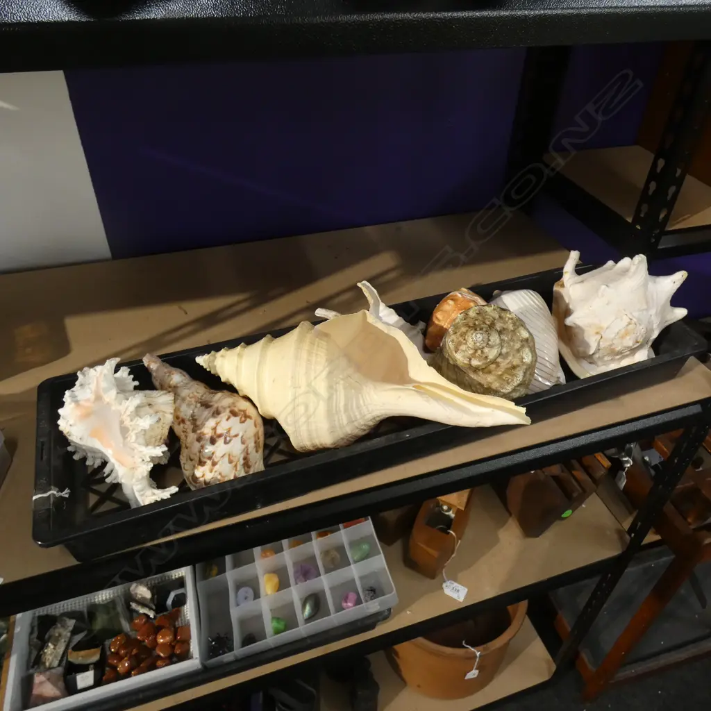 TRAY OF ASST LGE SHELLS Image 1++