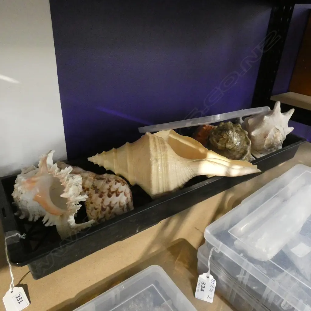 TRAY OF ASST LGE SHELLS Image 1++