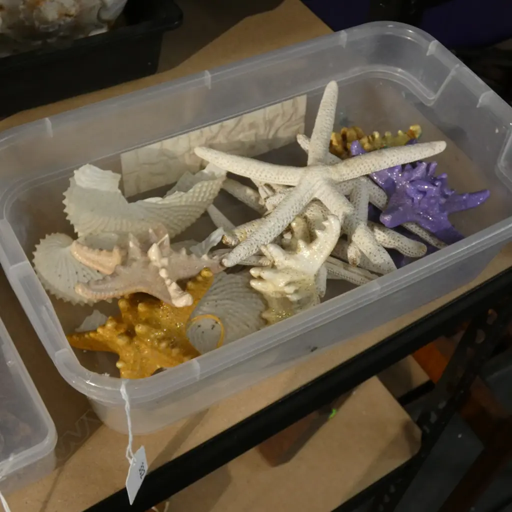SM BOX ASST SHELLS INCL STARFISH (SOME PAINTED) ETC.. Image 1++