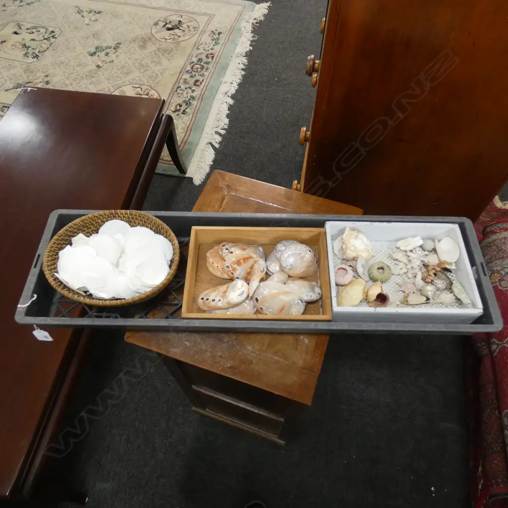 TRAY OF MIXED ASST SHELLS Image 1++