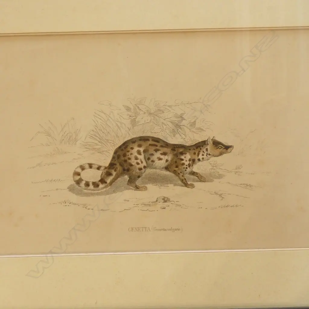 PR VINTAGE ANIMAL PRINTS (225 x 150mm.) + DONNA LIPINSKI 'COASTAL VISION'  (610 x 305mm._ Image 1++