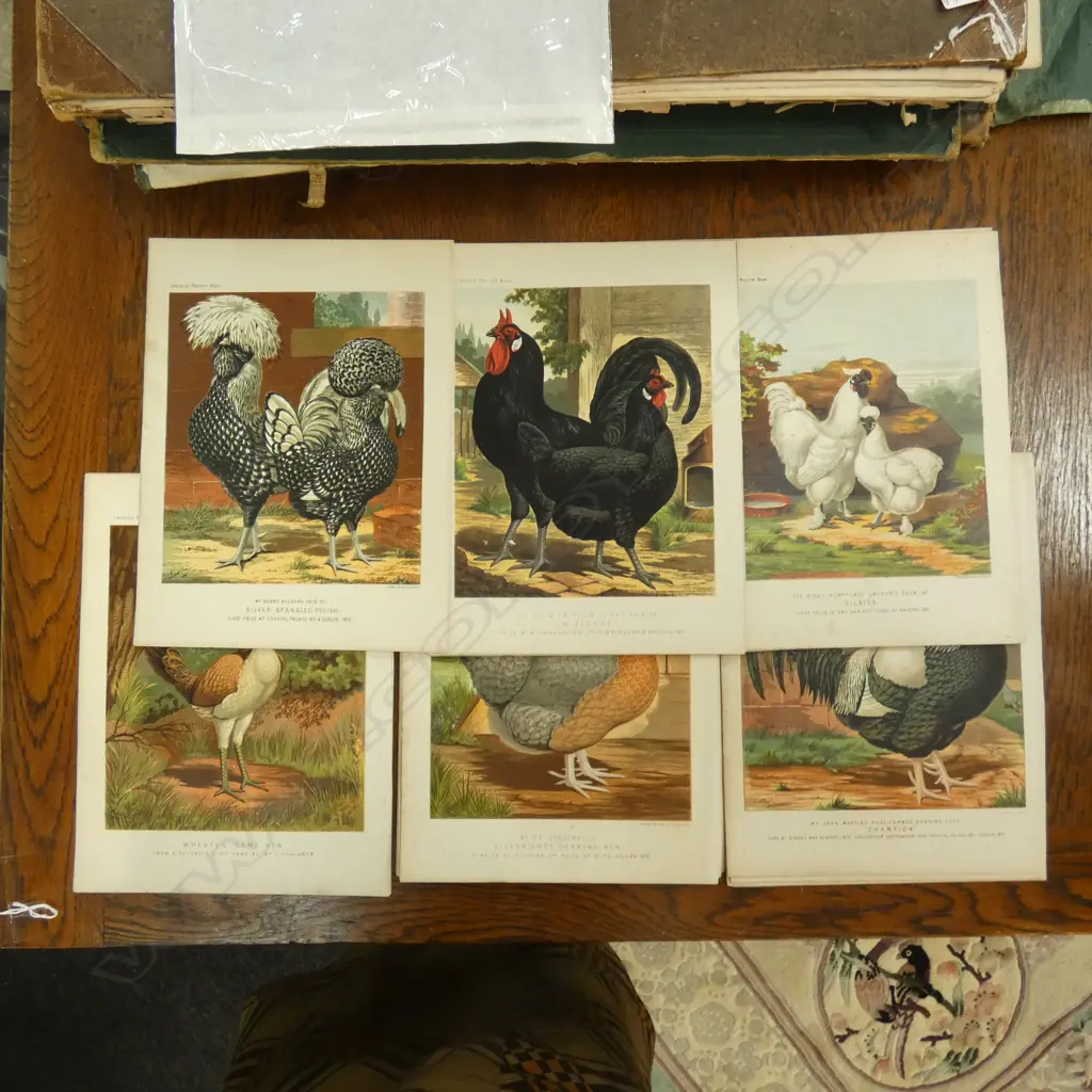 30 RARE CHROMO LITHOGRAPHS OF HENS & CHICKENS Image 1++