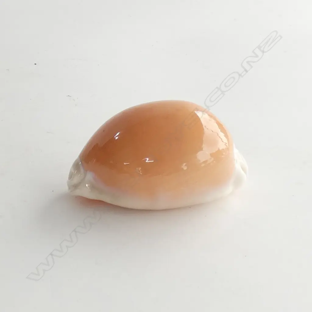 GOLDEN COWRIE SHELL L.90mm Image 1++