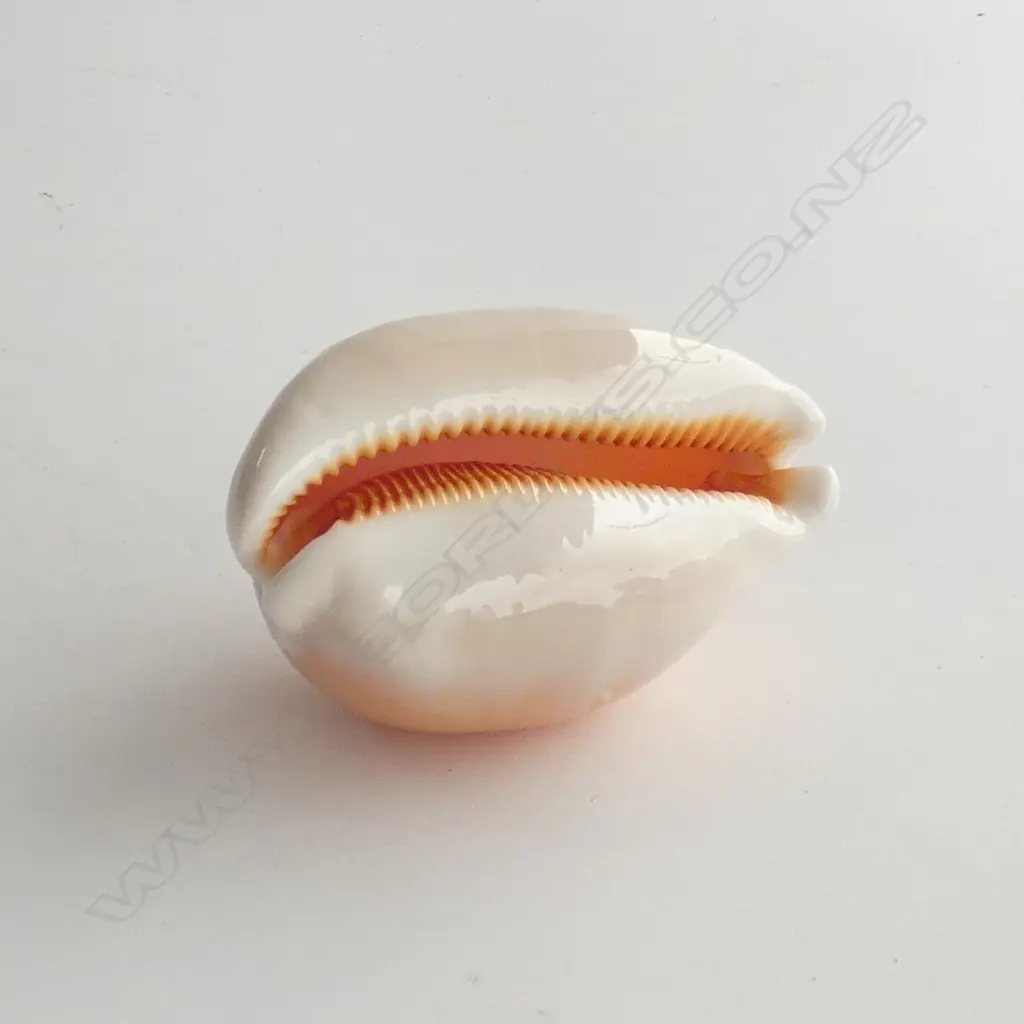 GOLDEN COWRIE SHELL L.90mm Image 1++