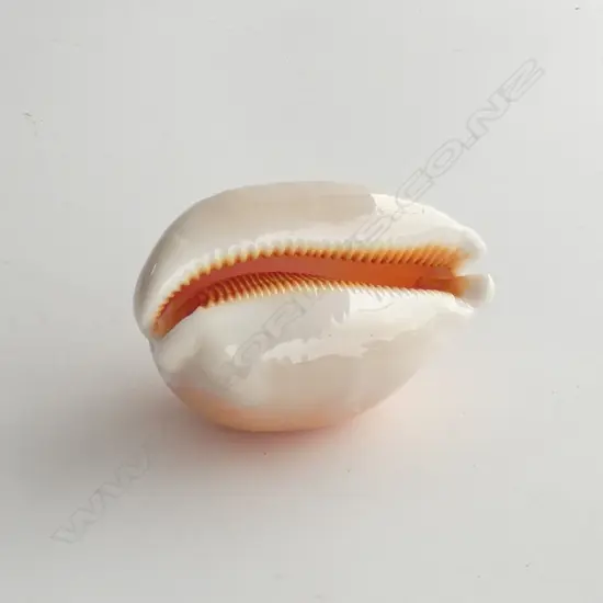 GOLDEN COWRIE SHELL L.90mm