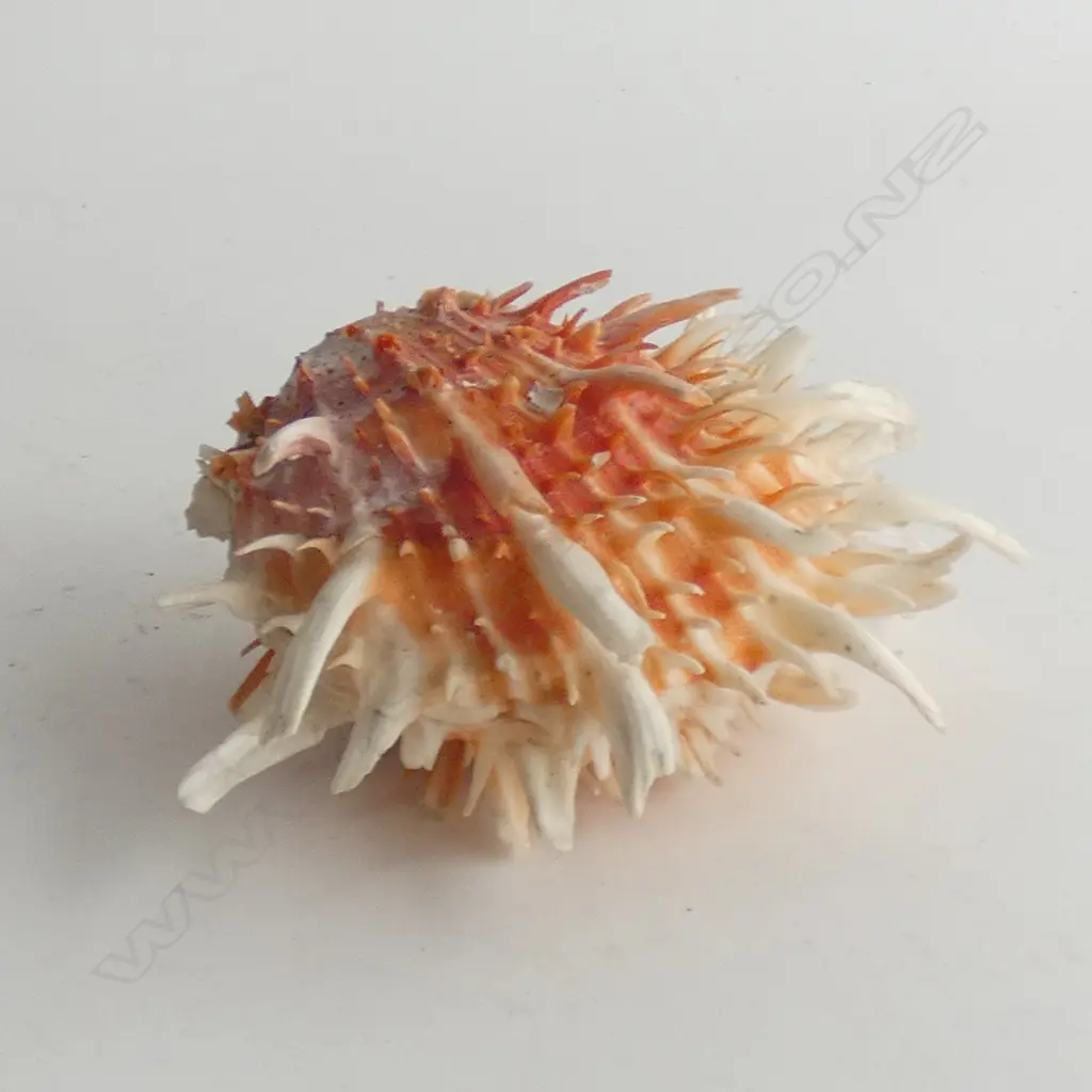 RED SCALLOP W.150mm Image 1++