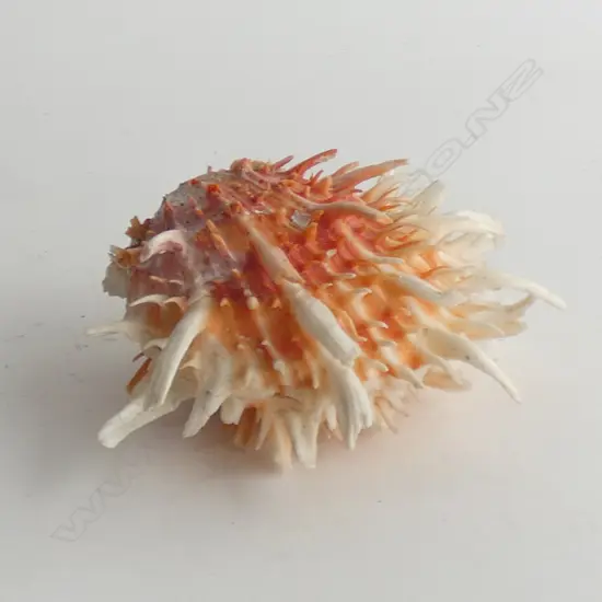 RED SCALLOP W.150mm