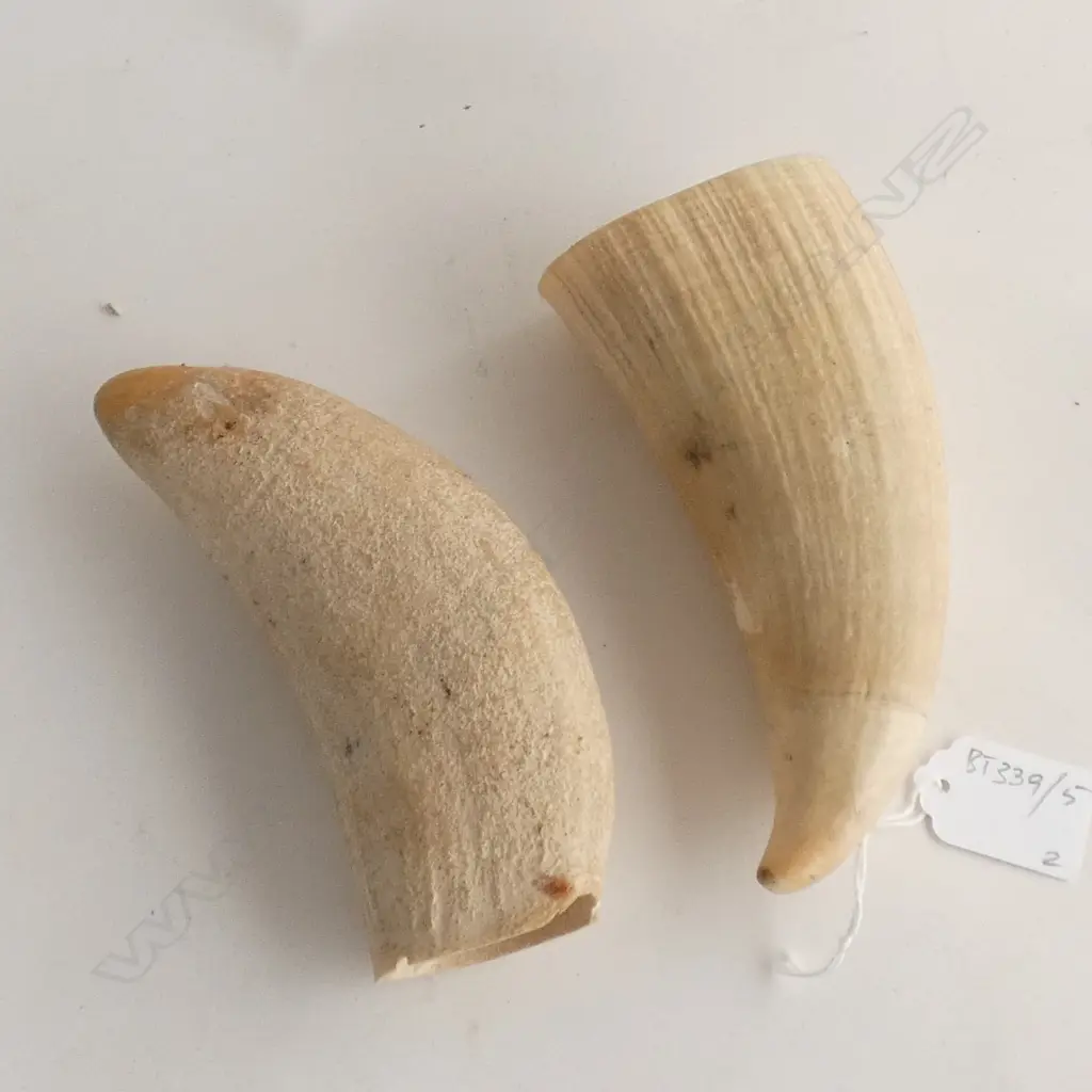 2 WHALE'S TEETH Image 1++