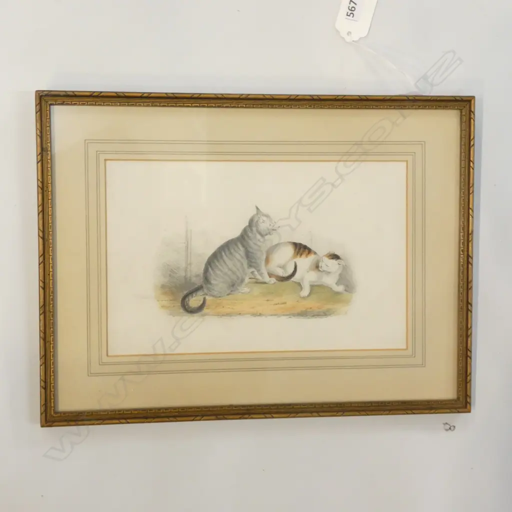 COLOURED LITHO 'CATS'  Image 1++
