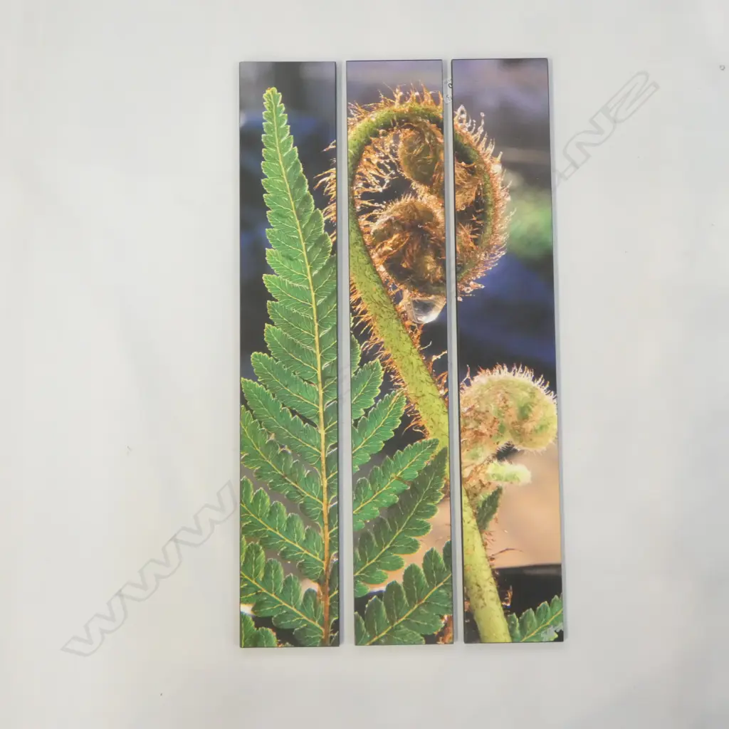 3 PART FERN PHOTOGRAPH ON BOARD Image 1++