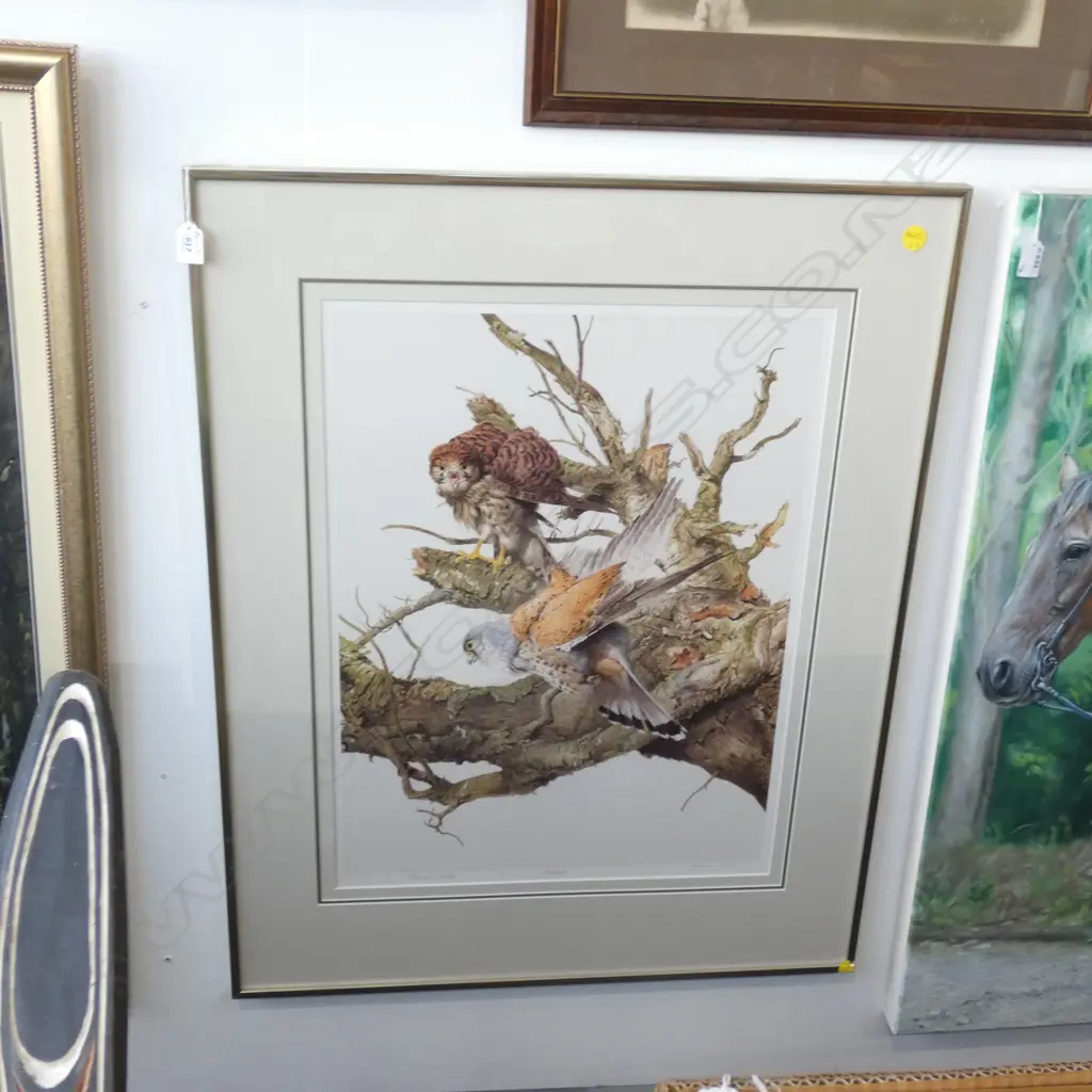 RAYMOND CHING 'KESTRELS' ARTISTS PROOF 18/30 630x465mm Image 1++